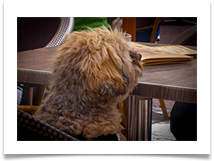 07 awaiting his cafe - Carol Sparkes